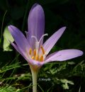 Colchicum autumnale